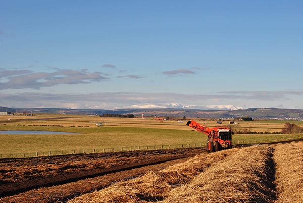 winter carrot field covered in a bed of straw