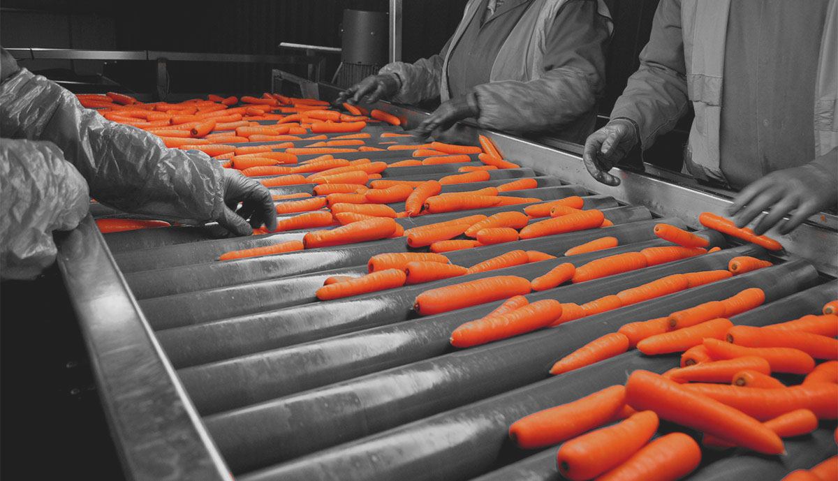 workers sorting organic standard carrots